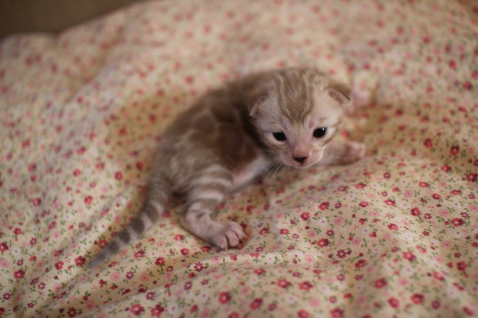 실밍크뱅갈고양이 여아 분양해요~ 관련 이미지 1