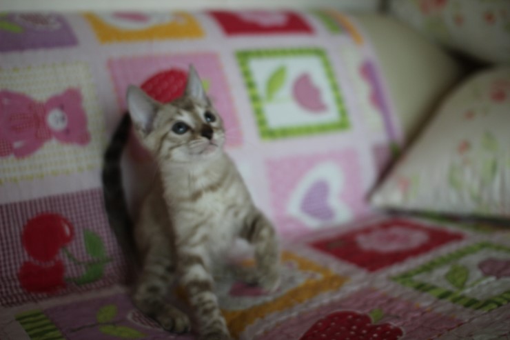 실밍크 뱅갈고양이 남아 분양합니다~ 관련 이미지 12