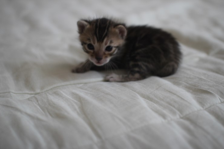 뱅갈고양이 남매 오늘 모습 입니다~ 관련 이미지 2