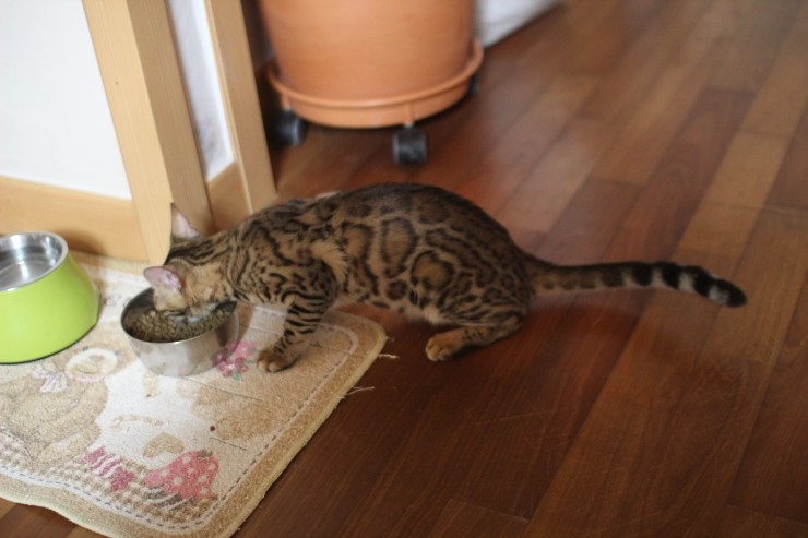 소유캐터리 키퍼 여아들 이쁘게 성장중~ 관련 이미지 6