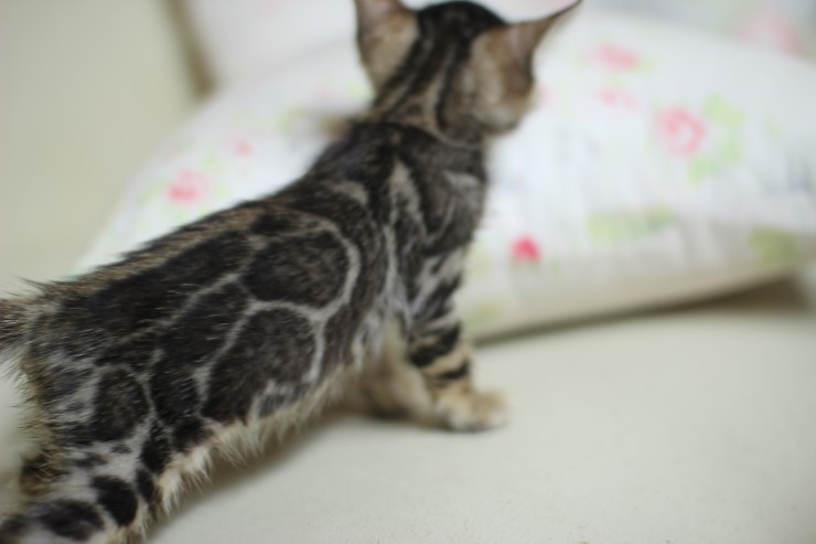 귀염둥이 뱅갈고양이 peace^^ 관련 이미지 3