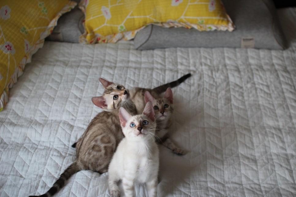 스노우뱅갈고양이 삼총사~ 관련 이미지 3