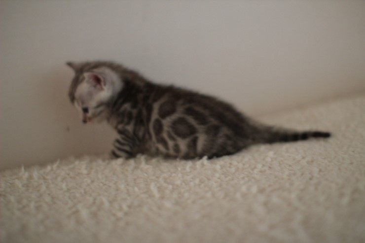 실버 뱅갈고양이 남아예요~ 관련 이미지 4