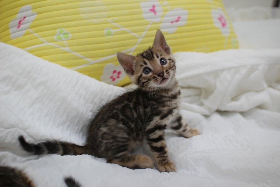 뱅갈고양이 남아3 분양해요~ 관련 이미지 1