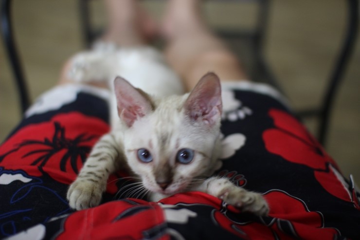 뱅갈고양이,뱅갈고양이분양,듬직한 신사 링컨이~~~ 관련 이미지 1