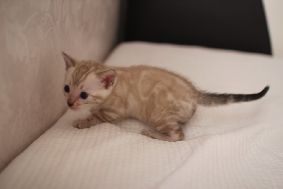 스노우뱅갈고양이 여아 예약분양 하고 있어요~ 관련 이미지 5