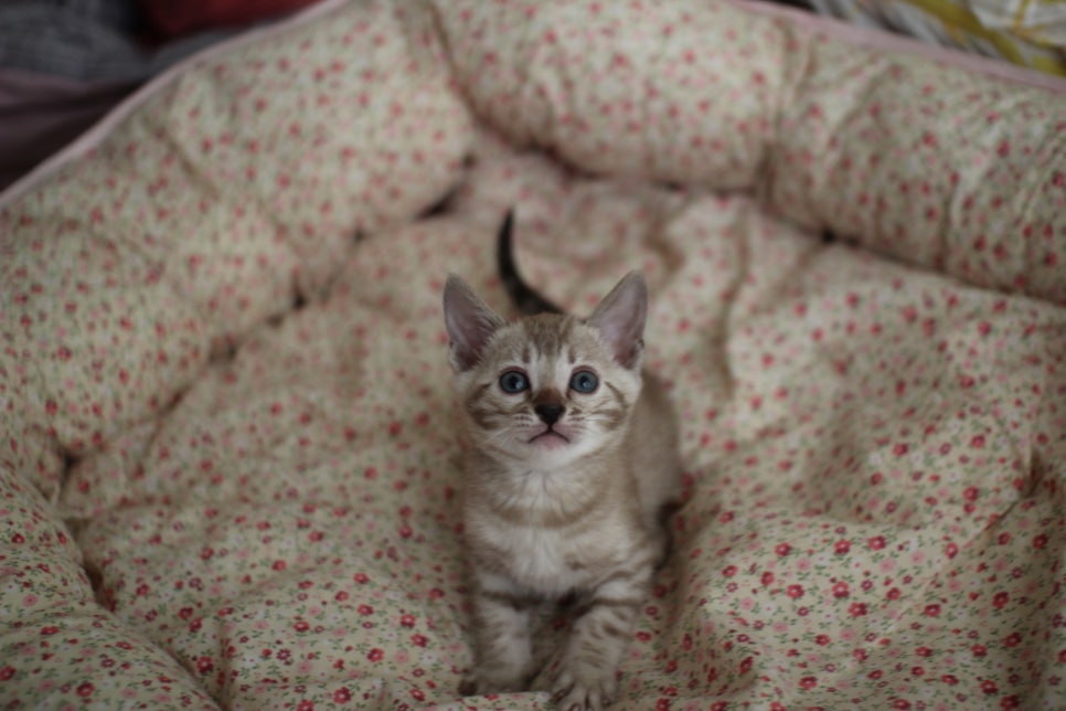 브라운 뱅갈 남아,여아,스노우뱅갈 남아 분양해요~ 관련 이미지 10