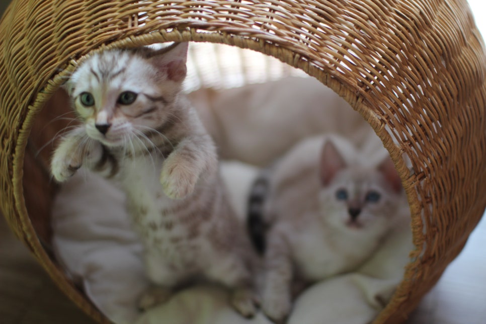 스노우뱅갈고양이 아가들~ 관련 이미지 4