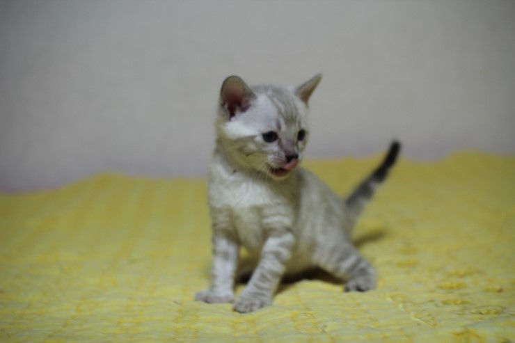 스노우 뱅갈고양이 밍돌이~ 관련 이미지 3