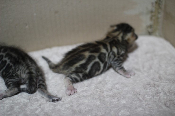 뱅갈고양이 자매 오늘 모습 입니다~ 관련 이미지 24