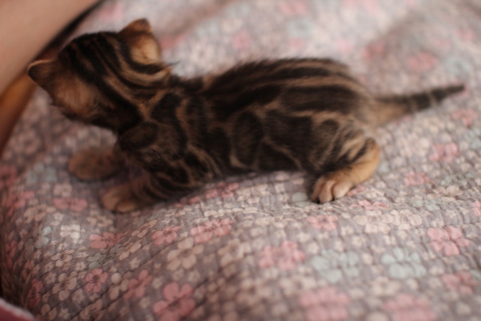 아기 뱅갈고양이 너무나 이쁜 아이~ 관련 이미지 7