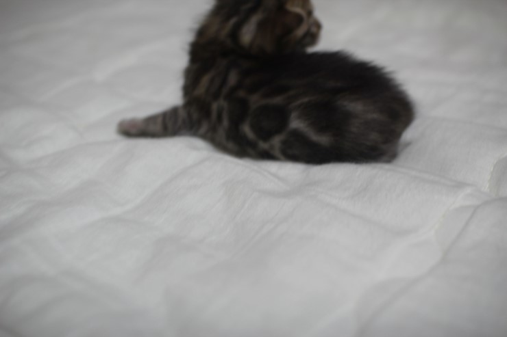 뱅고양이 남매예요~ 관련 이미지 2