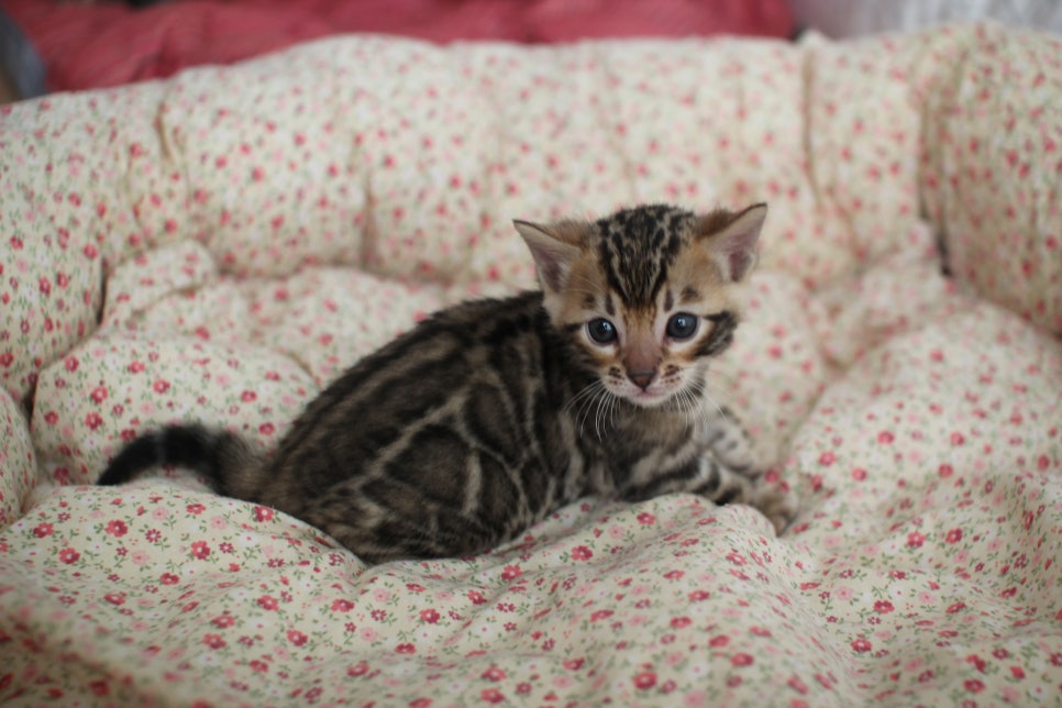 브라운 뱅갈고양이 남아 분양 합니다~ 관련 이미지 3