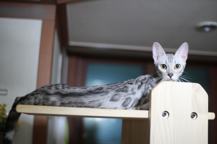 뱅갈고양이,스노우뱅갈고양이,  저희집 어린녀석들 오늘도 신나게 놀고 있어요^^......... 관련 이미지 5