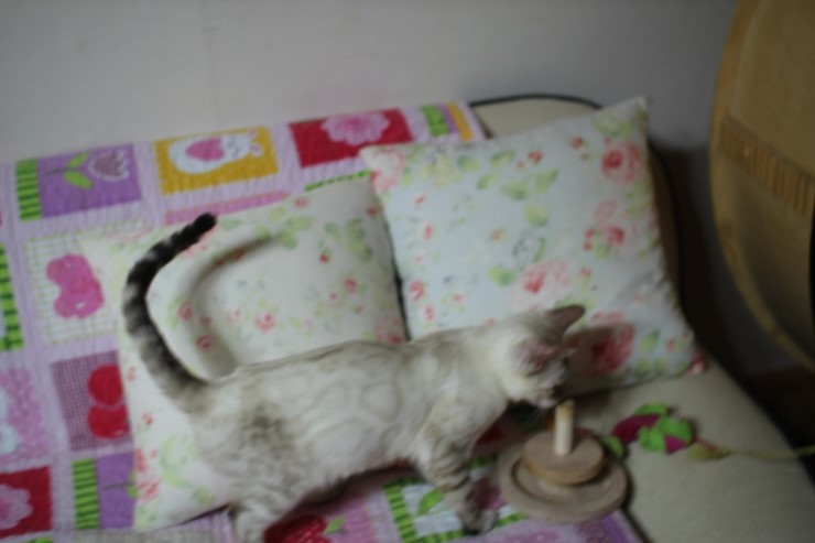 실링스 뱅갈고양이 키퍼 여아 매기에요~ 관련 이미지 5