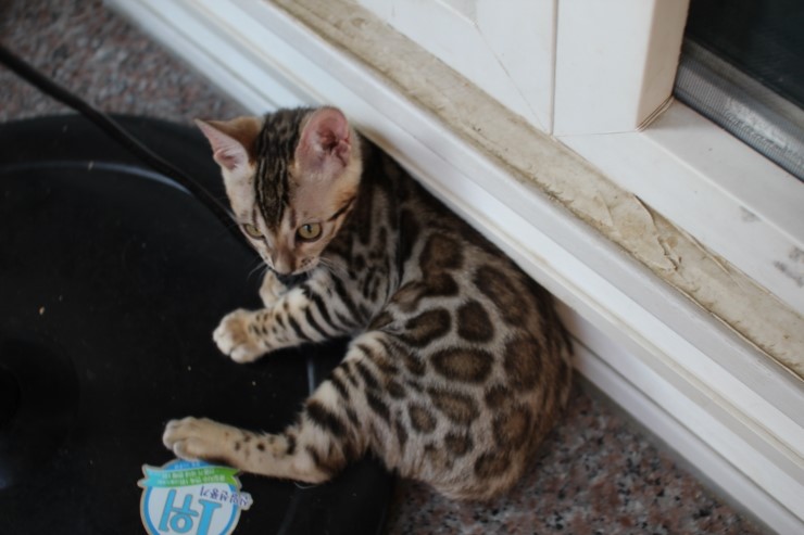 브라운 뱅갈고양이 키퍼 여아들~ 관련 이미지 6