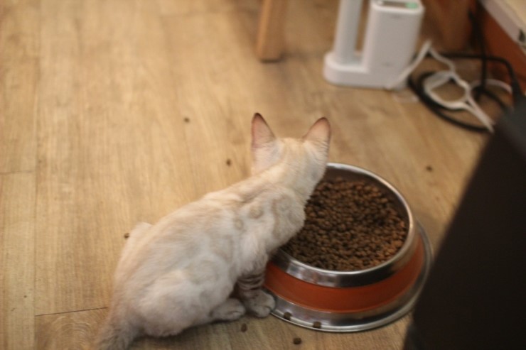 뱅갈고양이, 스노우뱅갈고양이 아이들과 함께 재밌게 지내고 있습니다^^... 관련 이미지 5