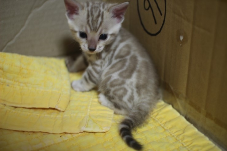 스노우 밍크 뱅갈고양이 남아예요~ 관련 이미지 11