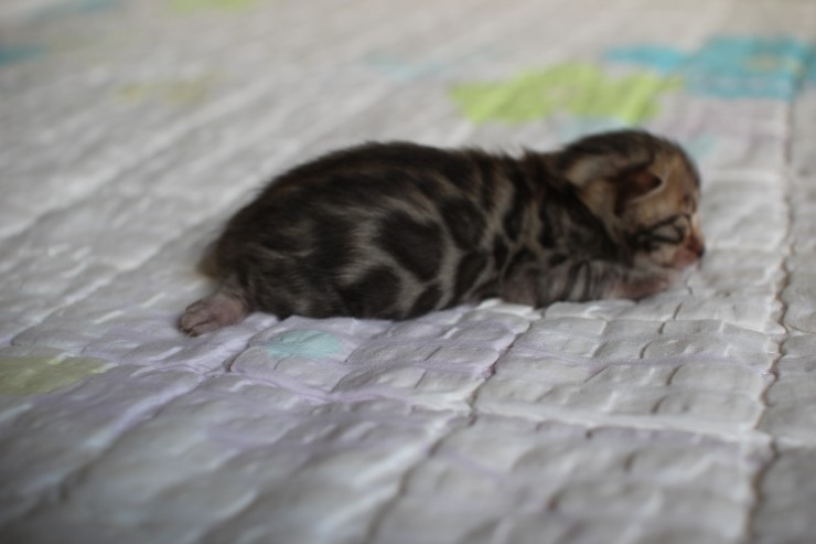 뱅갈고양이 꼬물이 여아 두아이 예약 분양 해요~ 관련 이미지 14