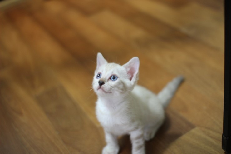 하얀 눈꽃송이 스노우뱅갈고양이 꼬맹이 여아예요 관련 이미지 4