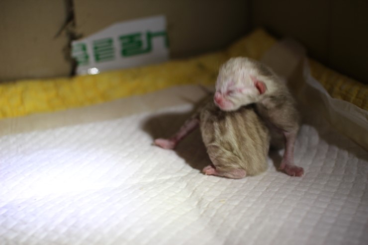 스노우 뱅갈고양이 출산 했어요~ 관련 이미지 2