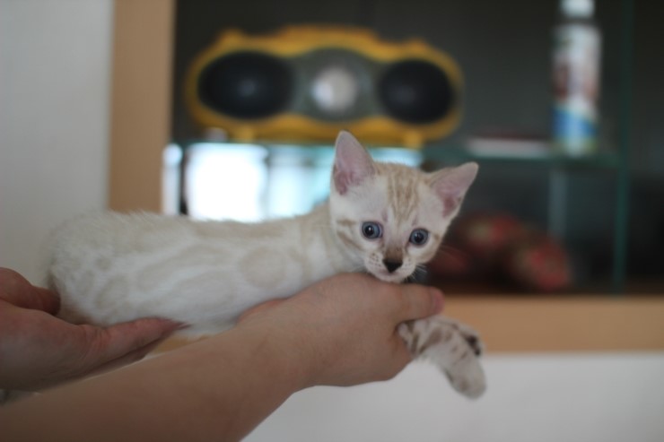 하얀 눈꽃송이 스노우뱅갈고양이 꼬맹이 여아예요 관련 이미지 9