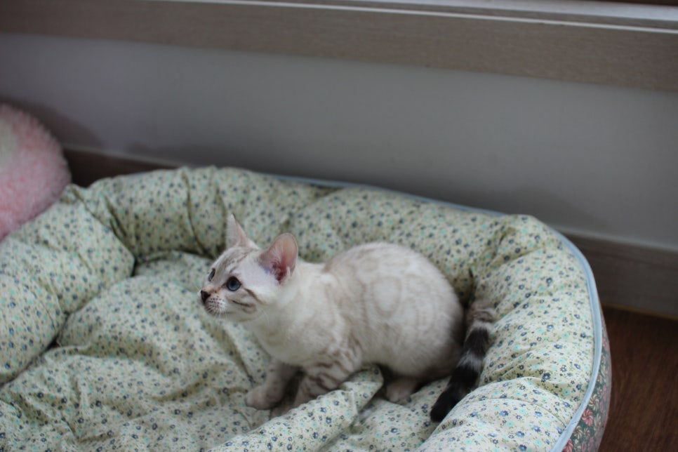 스노우뱅갈고양이 여아 분양해요~ 관련 이미지 4