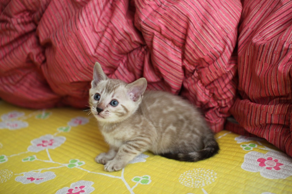 실밍크뱅갈고양이 남아 분양중 입니다~ 관련 이미지 3