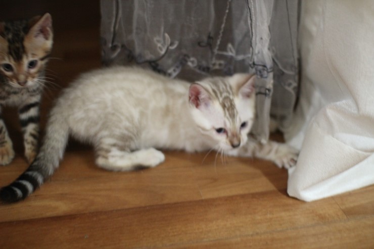 실버 뱅갈고양이,브라운 뱅갈고양이,실링스뱅갈고양이 꼬맹이들 많이 컸어요. 관련 이미지 8