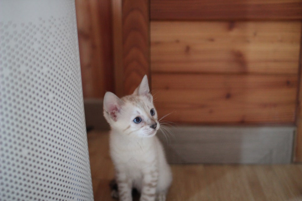 뱅갈고양이분양 매혹적인 파란눈 스노우 아이들. 관련 이미지 5