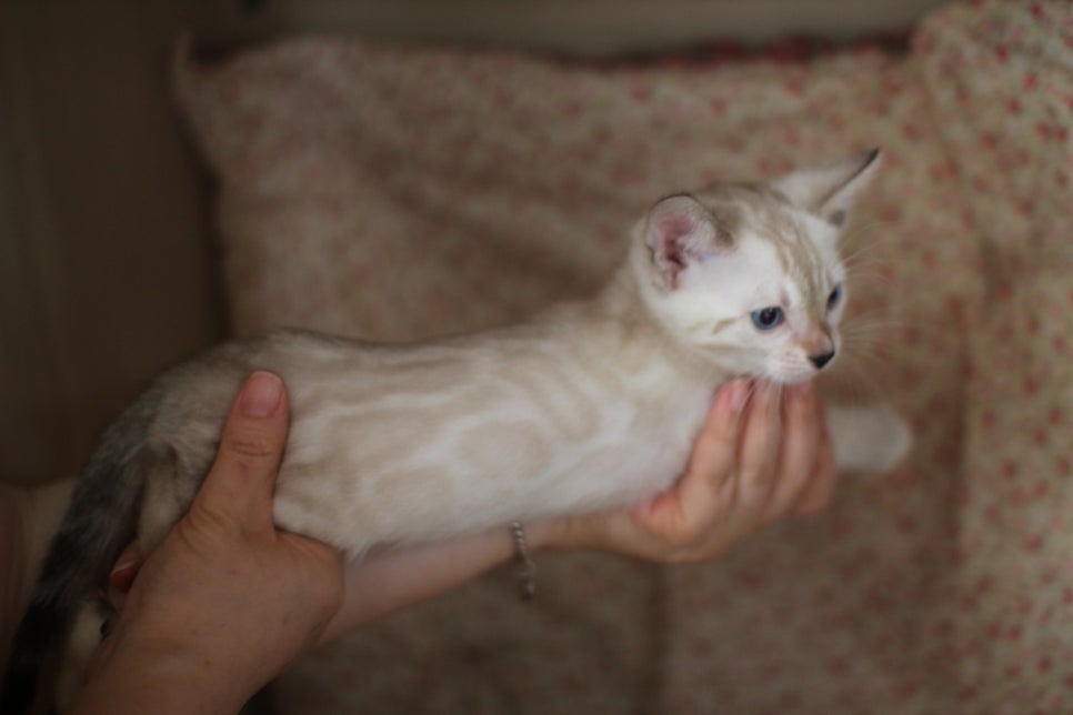 뱅갈고양이 분양은 성격좋고 건강한 아이가 최고예요~ 관련 이미지 10