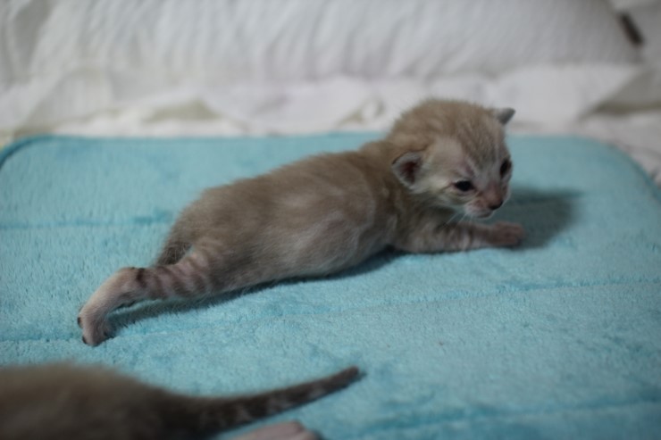 실밍크 뱅갈고양이 꼬맹이 남아들 관련 이미지 3