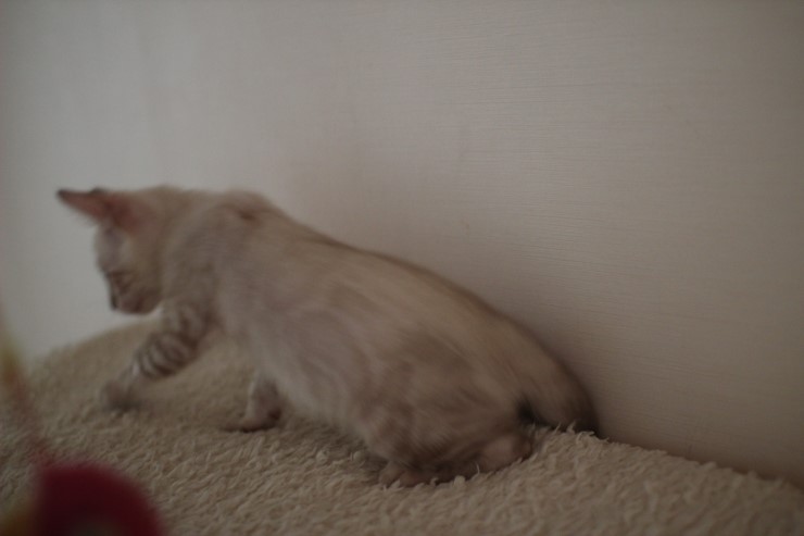 실링스 뱅갈고양이 키퍼 여아 많이 컸어요~ 관련 이미지 12