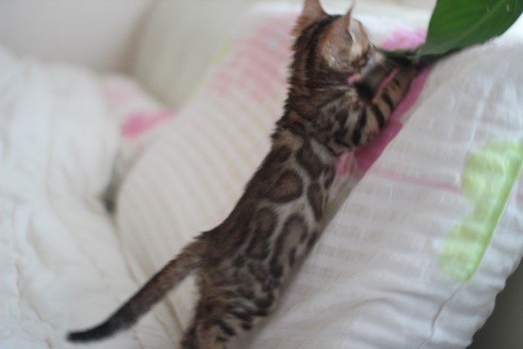 뱅갈고양이 여아 두아이 입니다~ 관련 이미지 5
