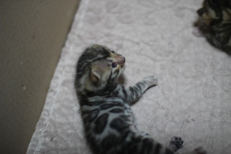 뱅갈고양이 자매 오늘 모습 입니다~ 관련 이미지 21