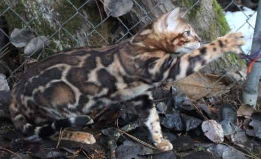 캐나다 뱅갈고양이 캐터리예요~ 관련 이미지 3