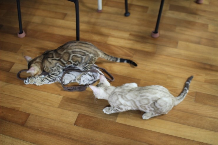 뱅갈고양이 까불이들 입니다~ 관련 이미지 6