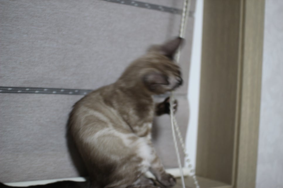 스노우뱅갈고양이 삼총사~ 관련 이미지 3