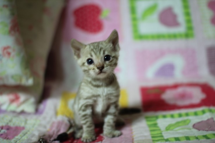 뱅갈고양이 분양 진정한 개냥이란? 관련 이미지 27