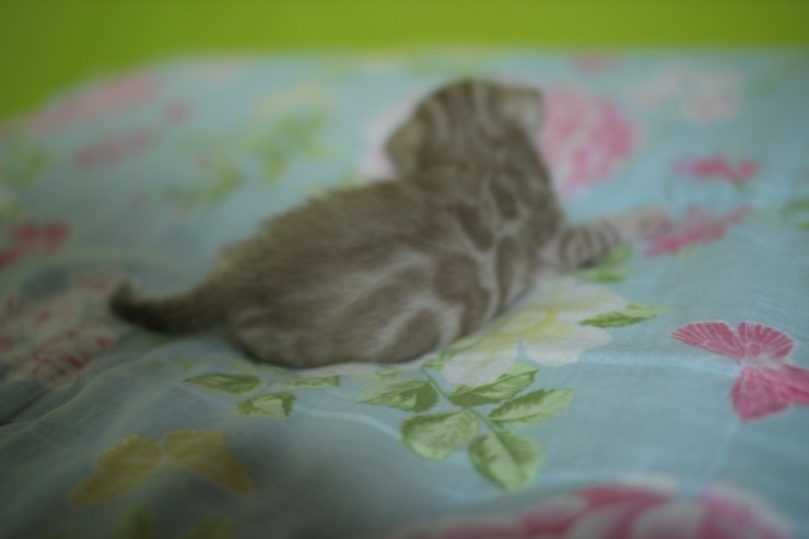 실밍크 스노우 뱅갈고양이 남아 꼬맹이예요 관련 이미지 12