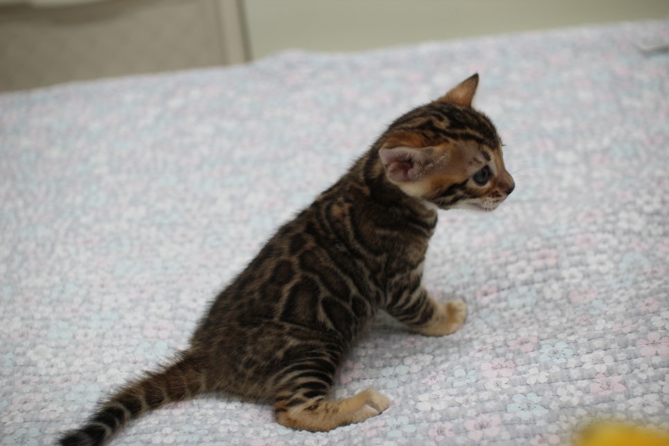 브라운뱅갈고양이 여아2 분양해요~ 관련 이미지 8