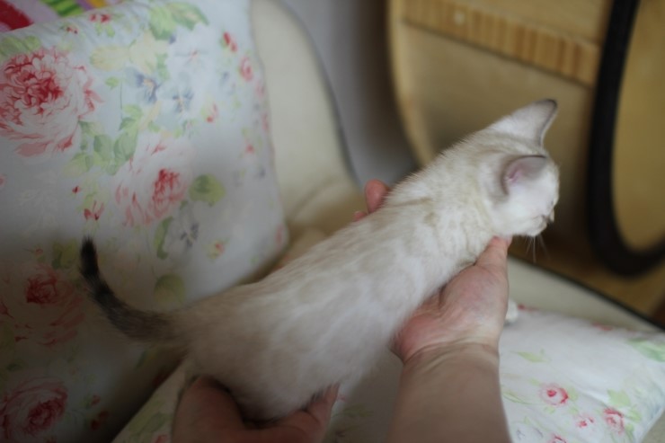 뱅갈고양이 분양 진정한 개냥이란? 관련 이미지 13