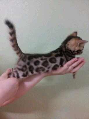 뱅갈 막둥이.. 관련 이미지 3