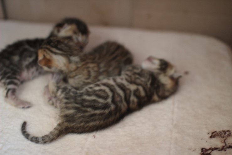 뱅갈고양이 꼬물이들~ 관련 이미지 1