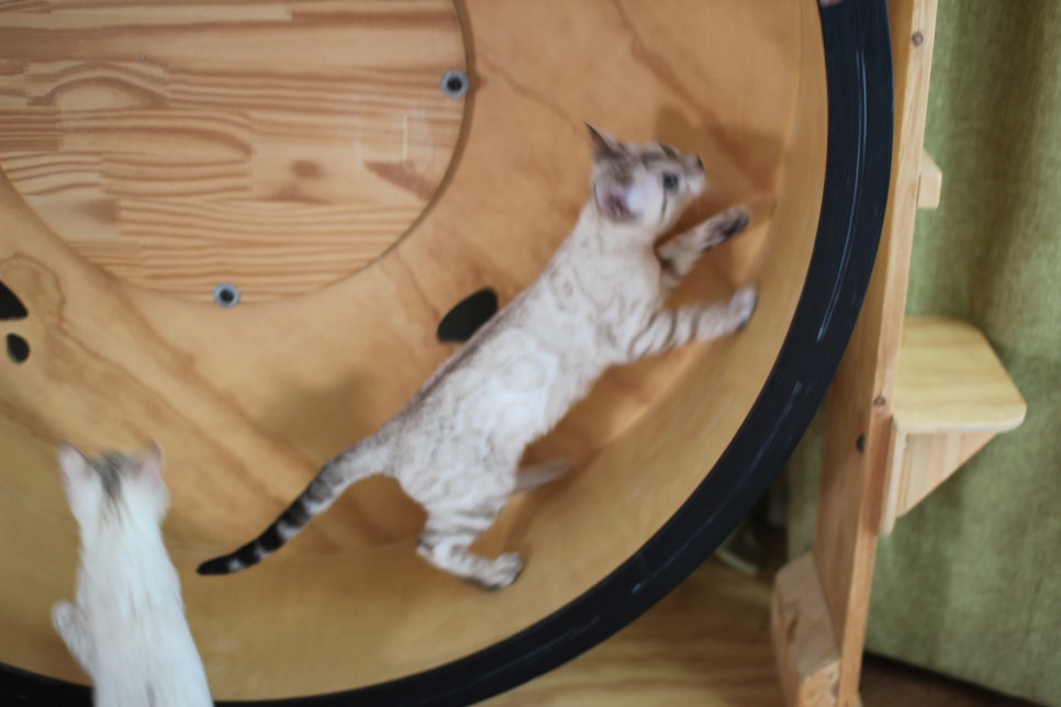 분양중인 스노우뱅갈고양이 남매예요~ 관련 이미지 1