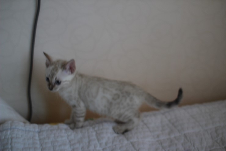 스노우 뱅갈고양이 남아 분양해요~ 관련 이미지 11