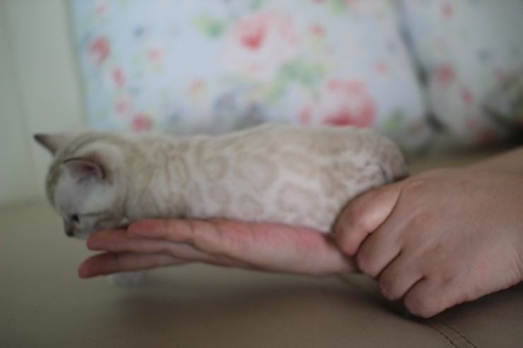 스노우 뱅갈고양이 흰둥이 예약 분양 합니다~ 관련 이미지 4