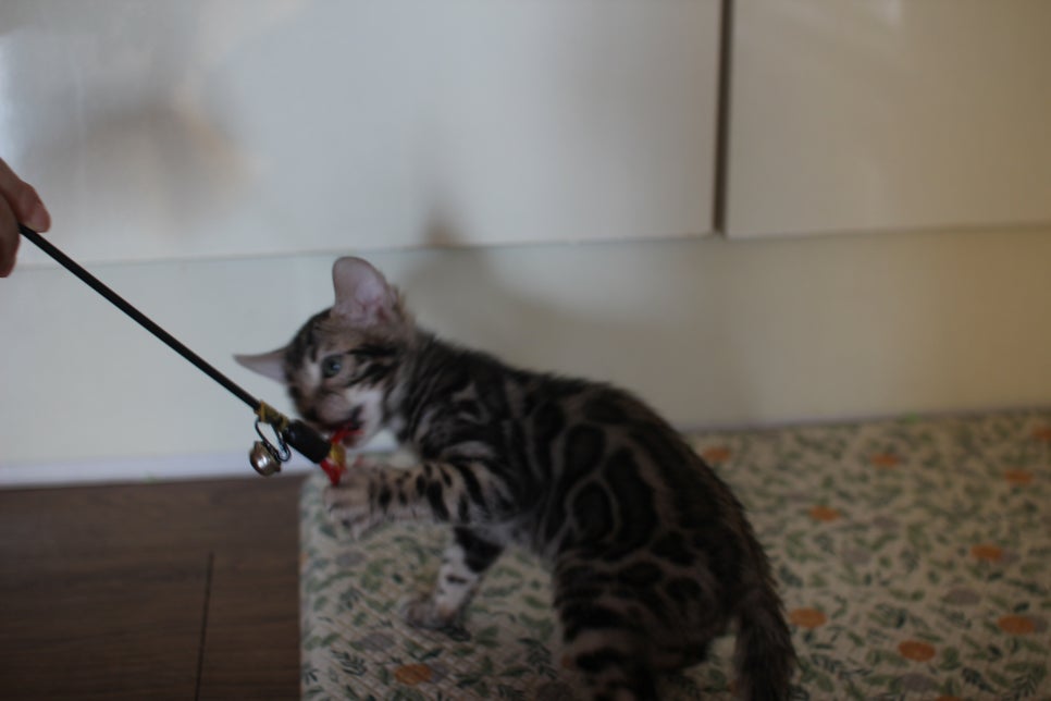 뱅갈고양이분양 행복 가득한 아이들 관련 이미지 14