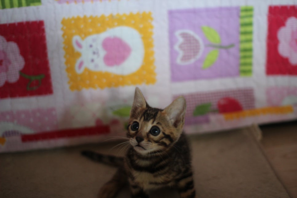 뱅갈고양이분양 매혹적인 파란눈 스노우 아이들. 관련 이미지 10