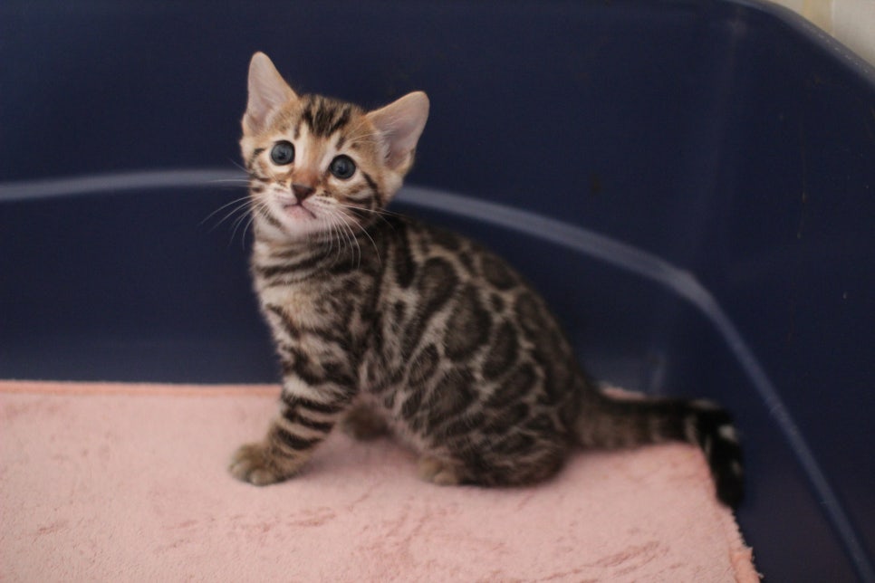 브라운 뱅갈고양이 분양중인 아이들 오늘 모습 입니다~ 관련 이미지 22